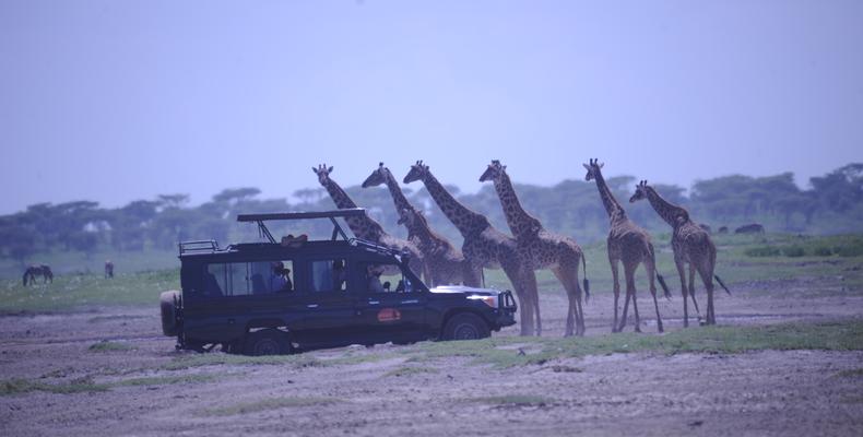 Giraffes - as close as you dare