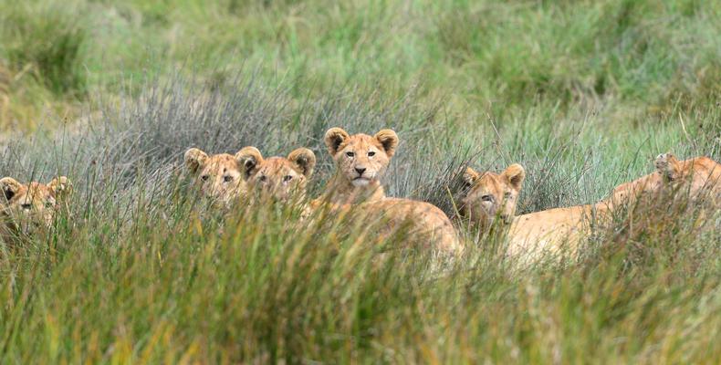 A pride in Northern Serengeti