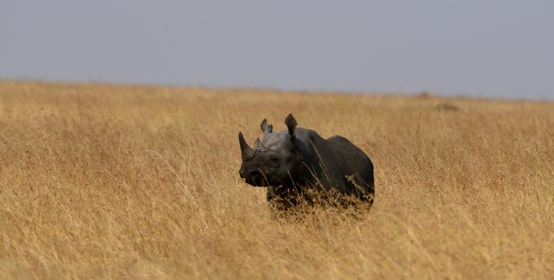 Black Rhino 