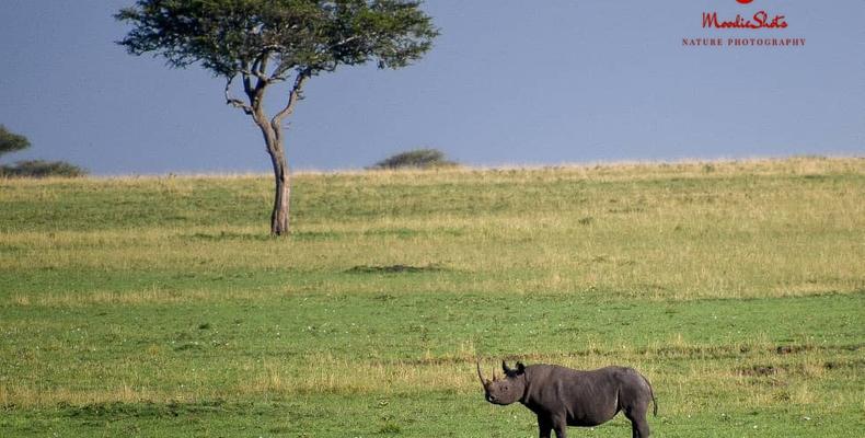 Wildlife 1