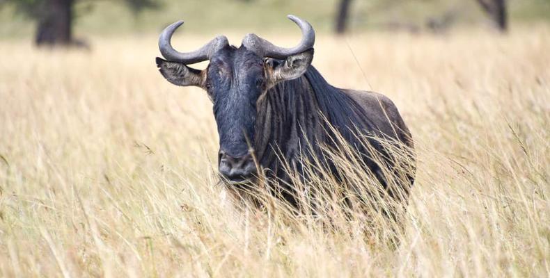 Wildlife 6