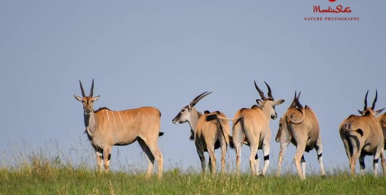 Wildlife 8