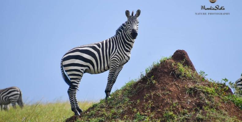 Wildlife 2