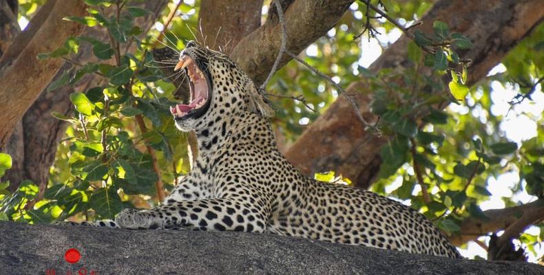 Wildlife 6