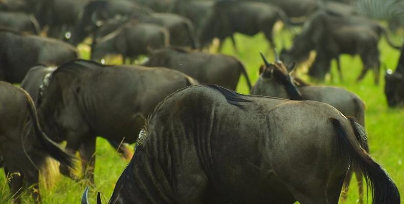 Wildlife 3