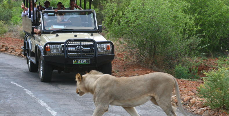 Sun City Game Drive