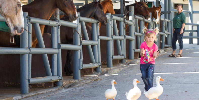 Stables at Grootbos
