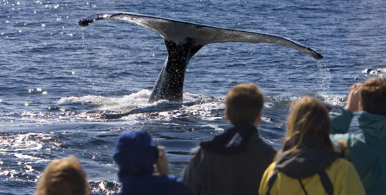 Whale watching