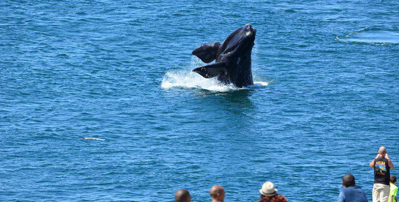 Breathtaking Whale experiances