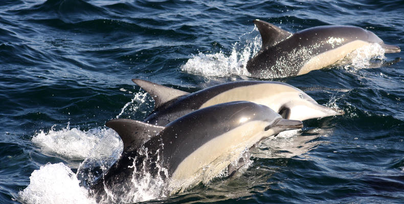 Dolphin sealife