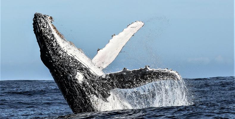 The Whales of Walker Bay
