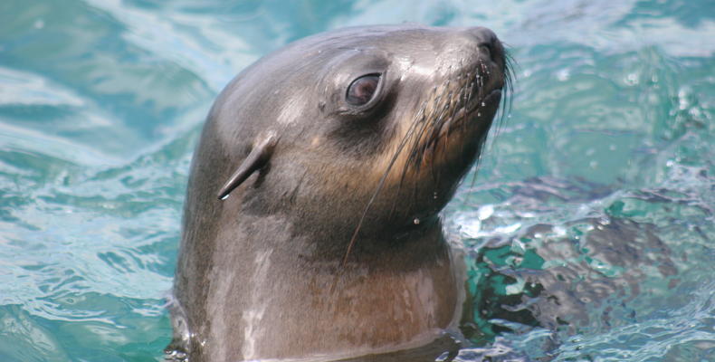 Sea Life