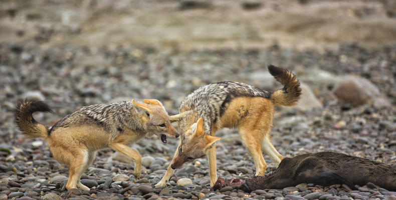 Wildlife Jackals