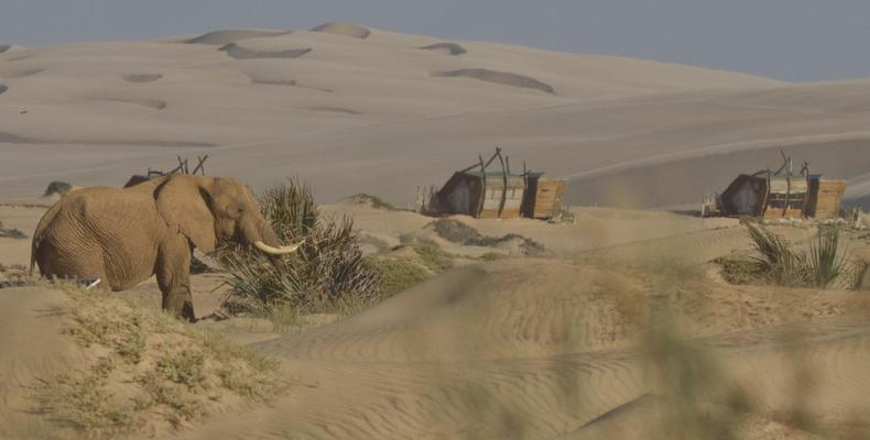 Desert-Elephant-feeding-in-Hoarusib-Riverbed