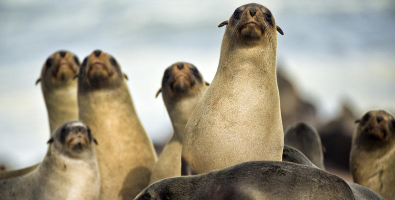 Seals