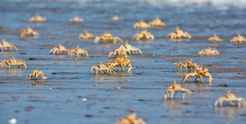 Wildliefe - crabs on beach