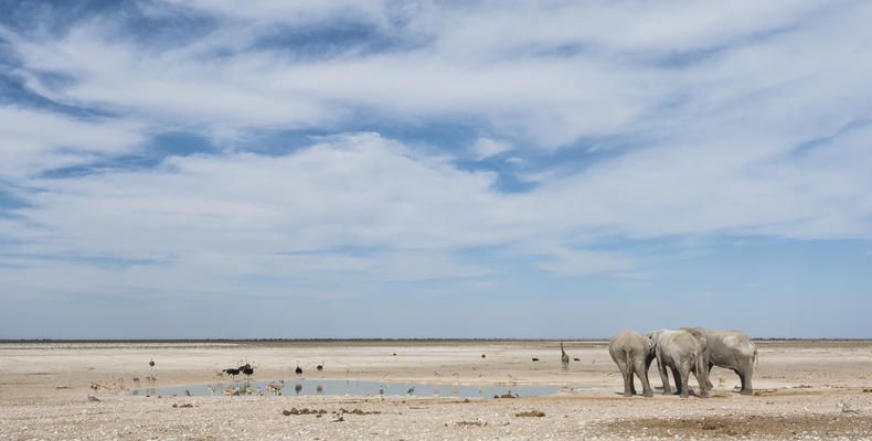 Etosha National Park waterhole