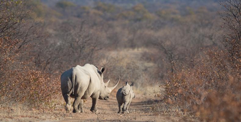 Ongava Tented Camp