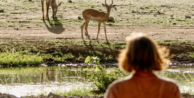 Encounter by Ongava encounters