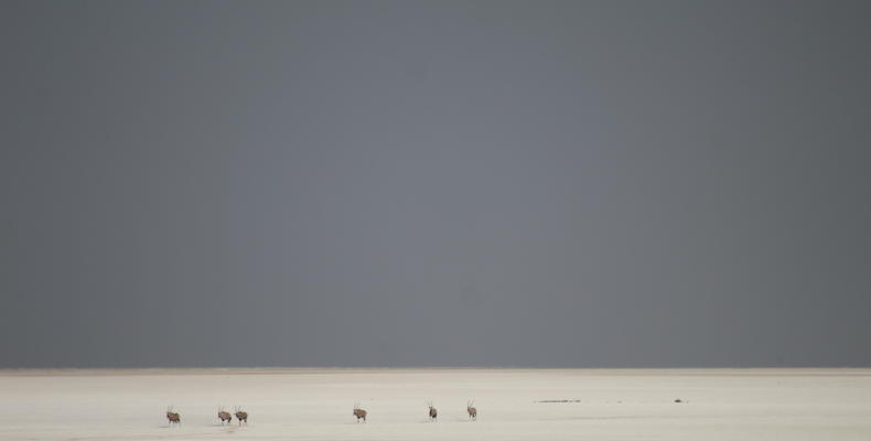 Etosha National Park