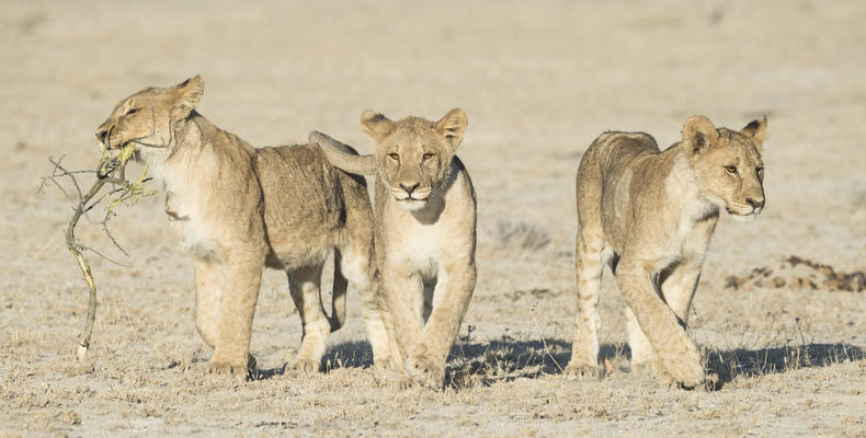 Ongava Game Reserve 