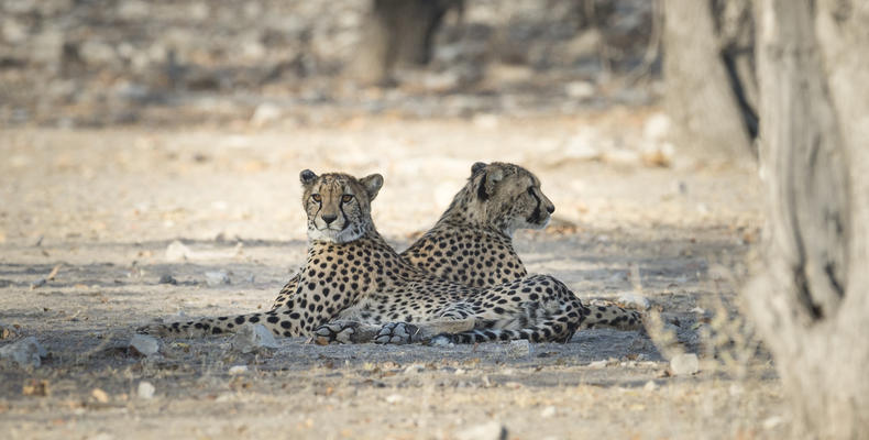 Ongava Game Reserve 