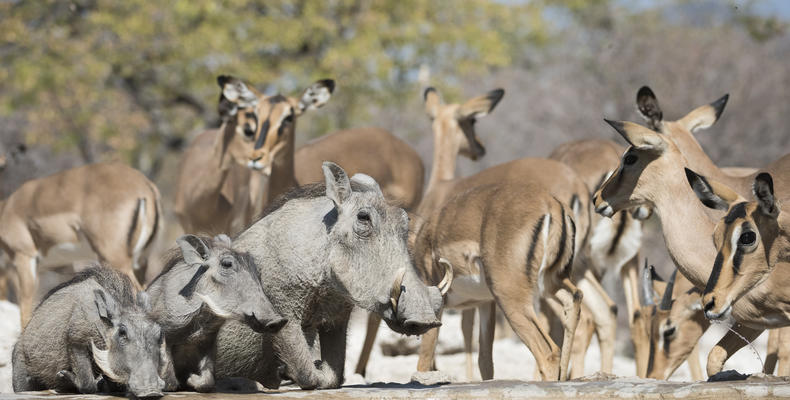 Ongava Game Reserve 