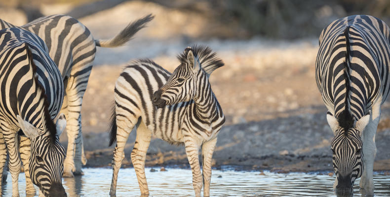 Ongava Game Reserve 