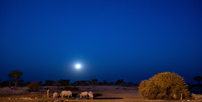 Anderssons at Ongava