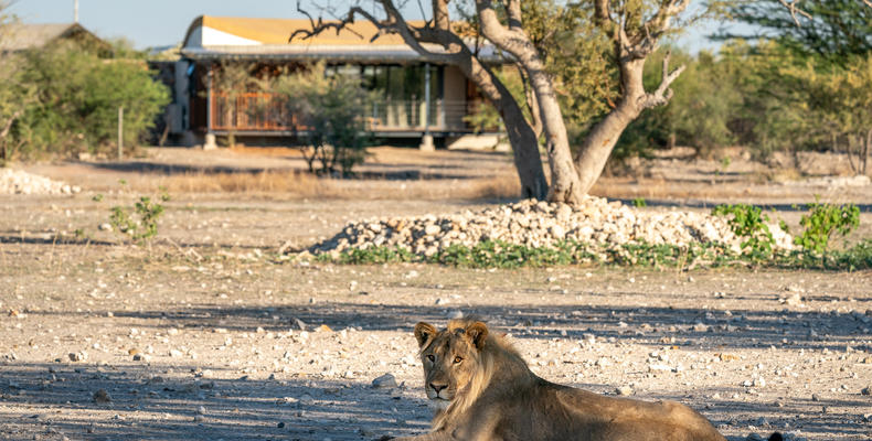 Anderssons at Ongava