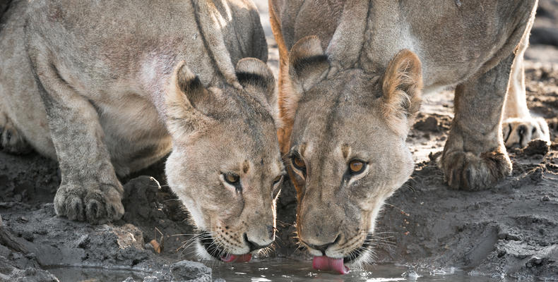 Ongava Game Reserve 