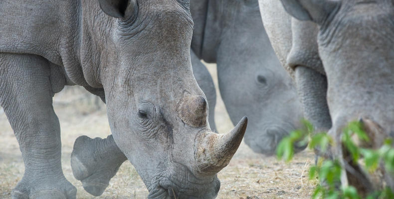 Browsing at Ongava Game Reserve 