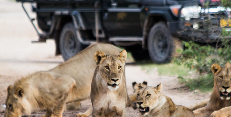 Ongava Game Reserve 