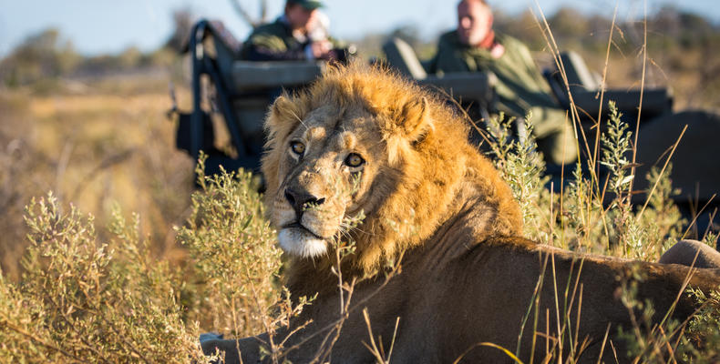 Wildlife and safari experience at Zarafa Camp