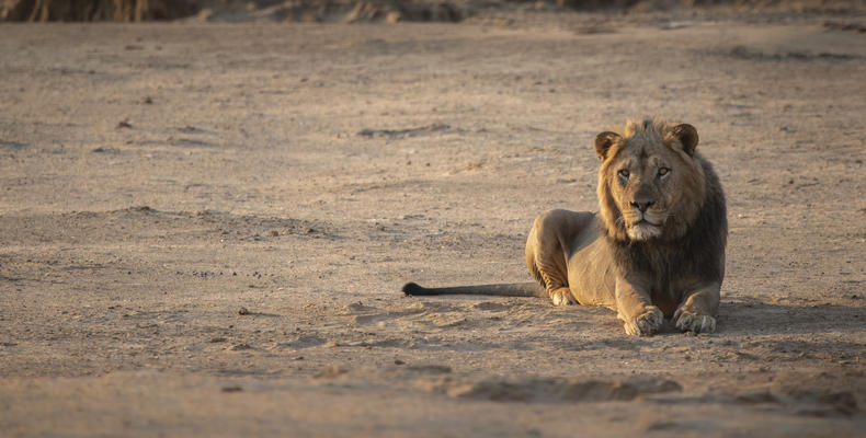 Somalisa Expeditions Lion