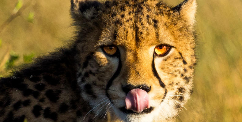 Somalisa Expeditions Cheetah