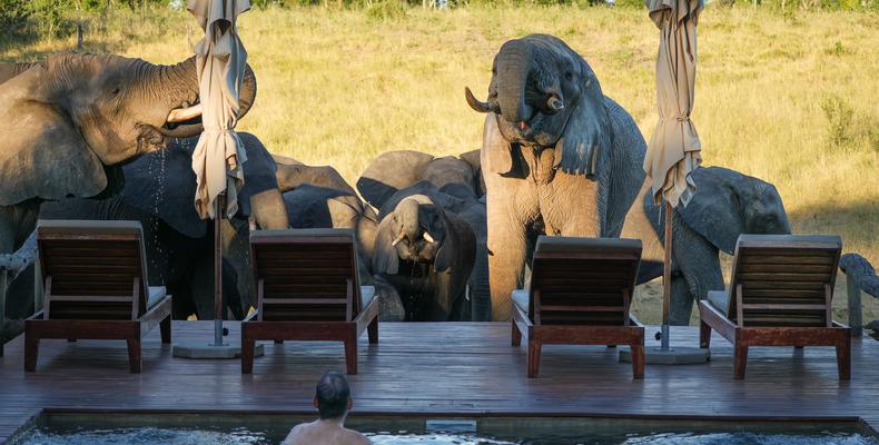 Somalisa Expeditions Elephant