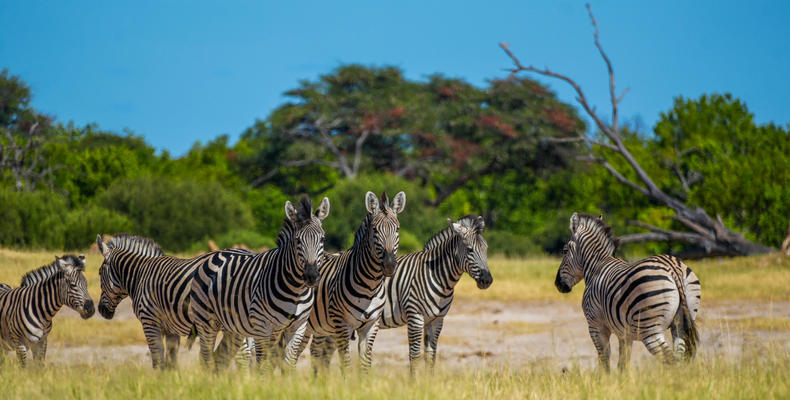 Somalisa Expeditions Zebras