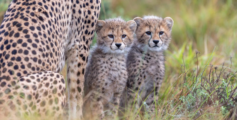 Game Activities & Wildlife
