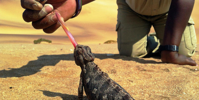 Namaqua chameleon