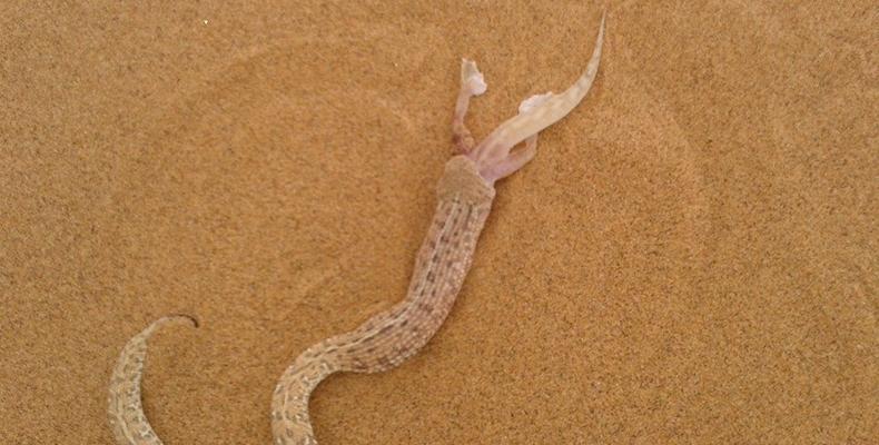 Side-winding adder with breakfast