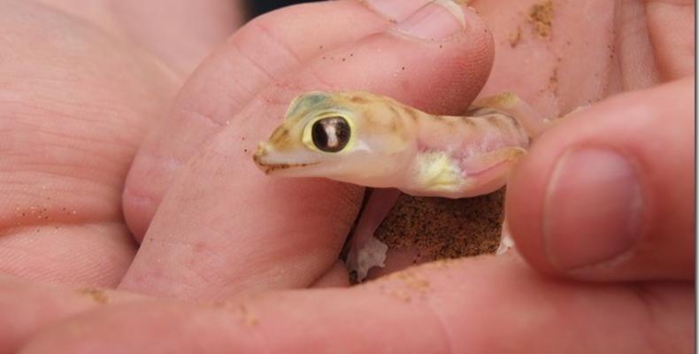 Palmato Gecko