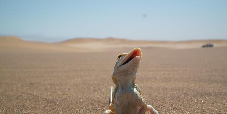 Sand-diving lizard