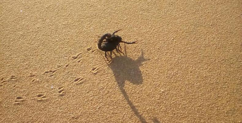 Scorpion