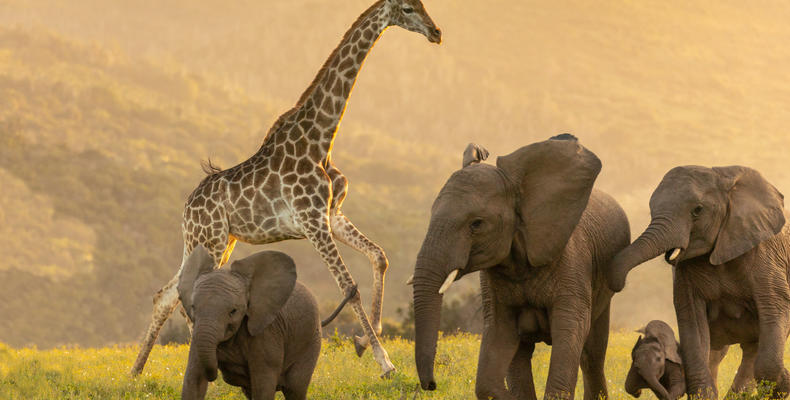Giraffe & Elephant