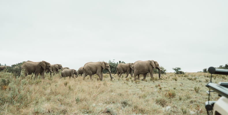 Lalibela Wildlife Reserve 