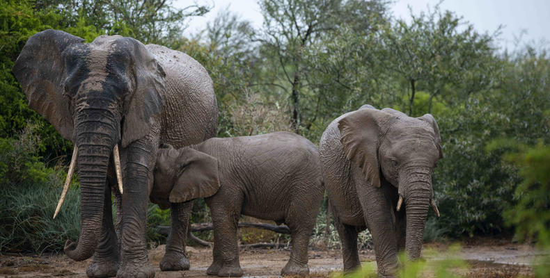 Elephant _ Wildlife 