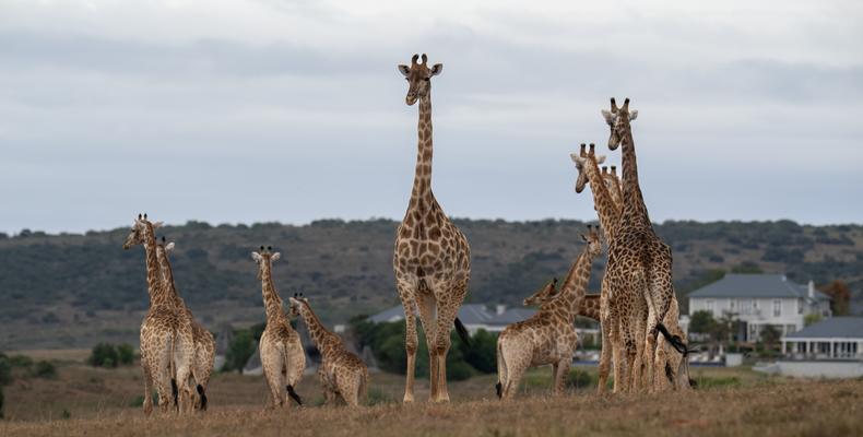 Wildlife 