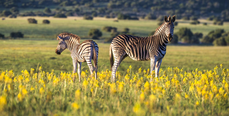 Shamwari Private Game Reserve