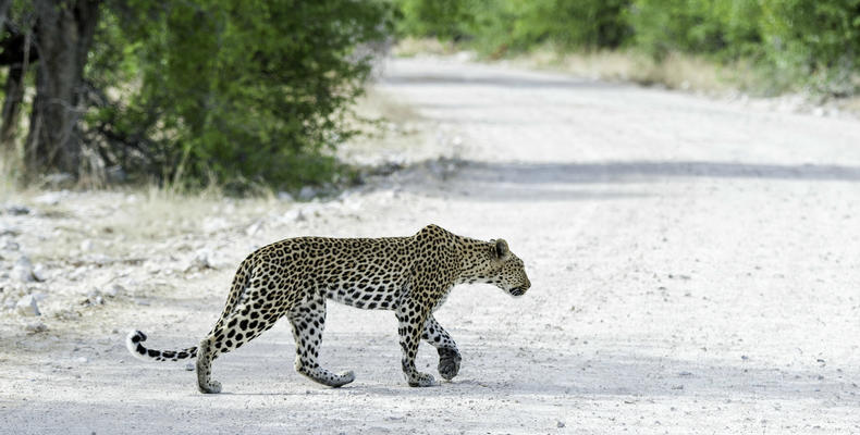 Onguma Wildlife